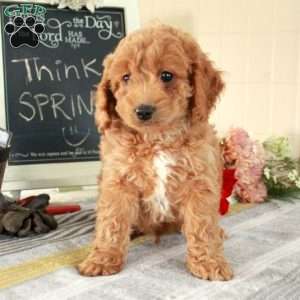 Trooper, Cockapoo Puppy