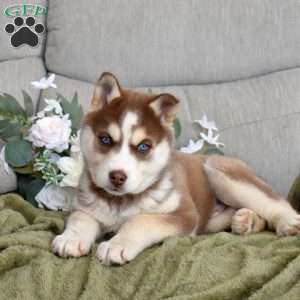 Trooper, Siberian Husky Puppy