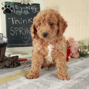 Trooper, Cockapoo Puppy