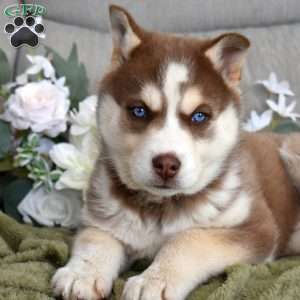 Trooper, Siberian Husky Puppy