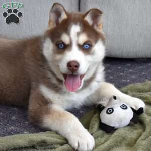 Trooper, Siberian Husky Puppy