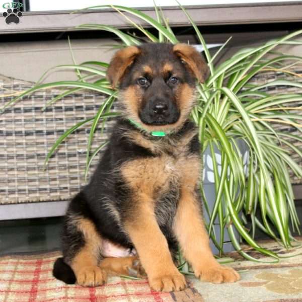 Trooper, German Shepherd Puppy