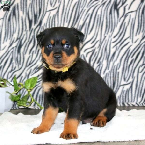 Trooper, Rottweiler Puppy