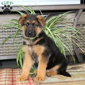 Trooper, German Shepherd Puppy