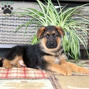 Trooper, German Shepherd Puppy