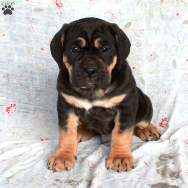 Trouble, Cane Corso Puppy