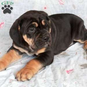 Trouble, Cane Corso Puppy