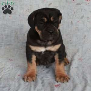 Trouble, Cane Corso Puppy
