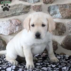 Troy, Yellow Labrador Retriever Puppy