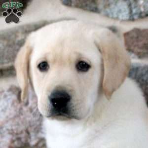 Troy, Yellow Labrador Retriever Puppy
