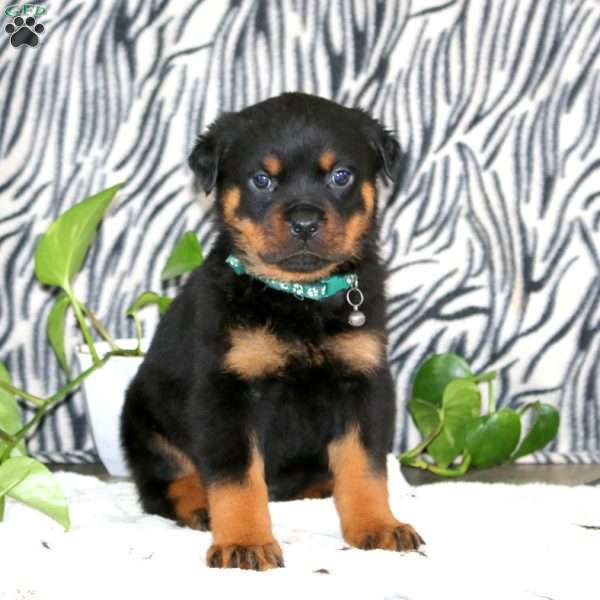 Troy, Rottweiler Puppy