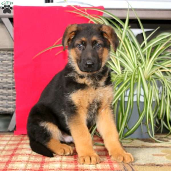 Troy, German Shepherd Puppy