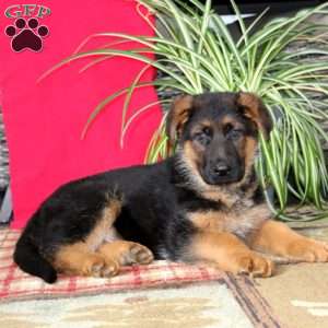 Troy, German Shepherd Puppy