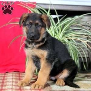 Troy, German Shepherd Puppy