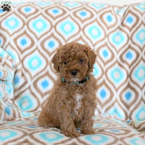 Tucker, Miniature Poodle Puppy