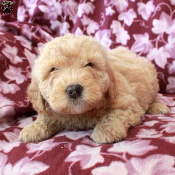 Tucker, Mini Goldendoodle Puppy