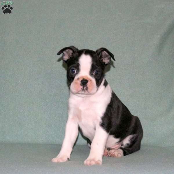 Tucker, Boston Terrier Puppy