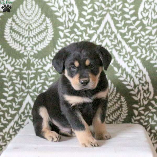 Tucker, Labrador Mix Puppy