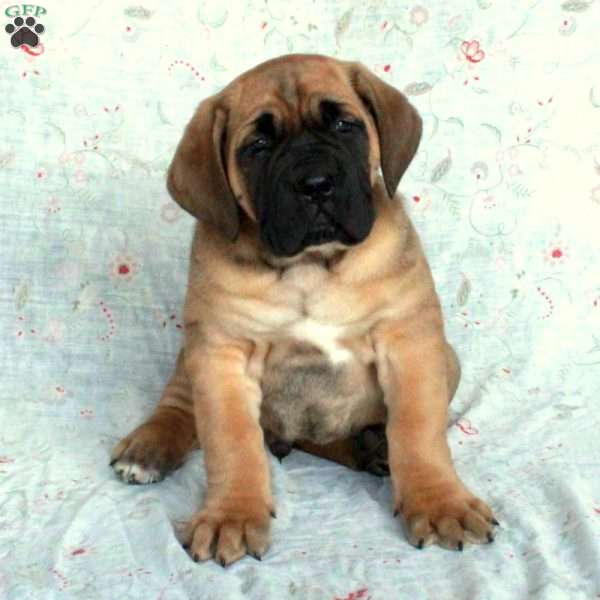 Tucker, Cane Corso Puppy