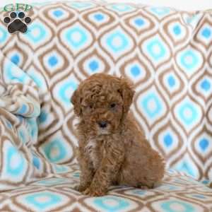 Tucker, Miniature Poodle Puppy