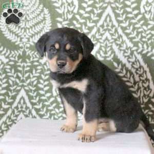 Tucker, Labrador Mix Puppy
