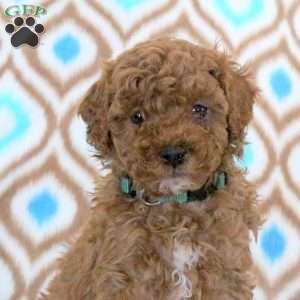 Tucker, Miniature Poodle Puppy