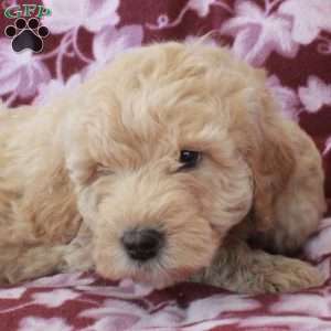 Tucker, Mini Goldendoodle Puppy