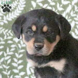 Tucker, Labrador Mix Puppy