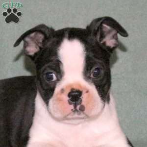 Tucker, Boston Terrier Puppy