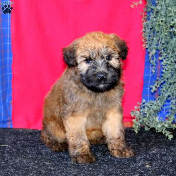 Tucker, Soft Coated Wheaten Terrier Puppy