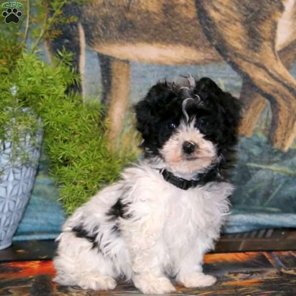 Tucker, Havapoo Puppy