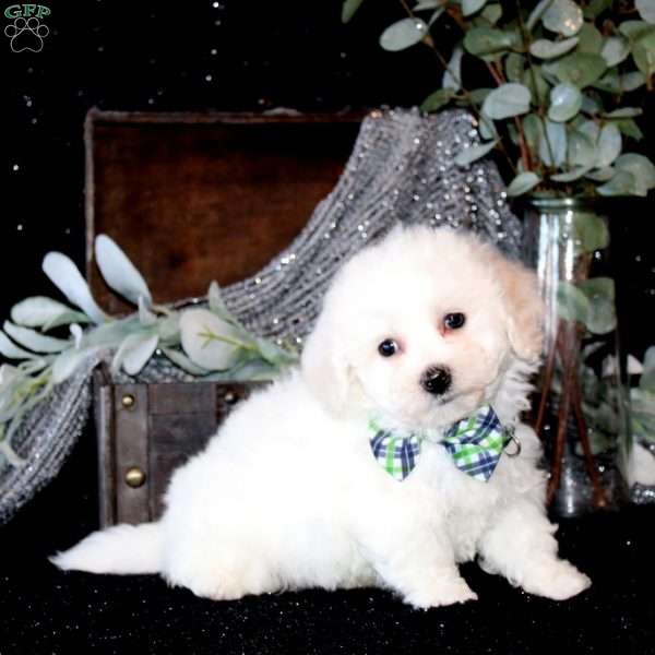 Tucker, Bichon Frise Puppy