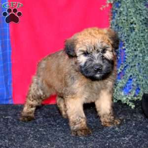Tucker, Soft Coated Wheaten Terrier Puppy