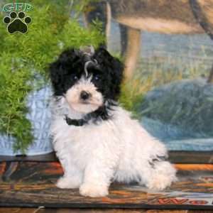 Tucker, Havapoo Puppy