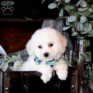 Tucker, Bichon Frise Puppy