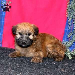 Tucker, Soft Coated Wheaten Terrier Puppy