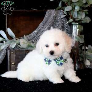 Tucker, Bichon Frise Puppy
