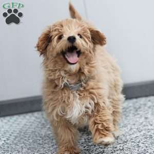 Tucker, Maltipoo Puppy