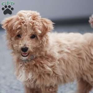 Tucker, Maltipoo Puppy