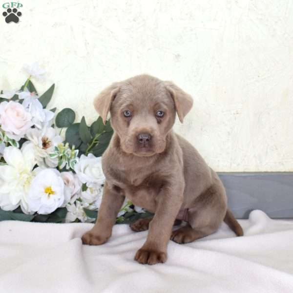 Tulip, Silver Labrador Retriever Puppy