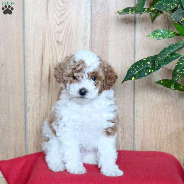 Tulip, Miniature Poodle Puppy