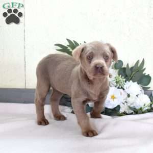 Tulip, Silver Labrador Retriever Puppy