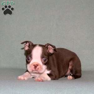 Tulip, Boston Terrier Puppy