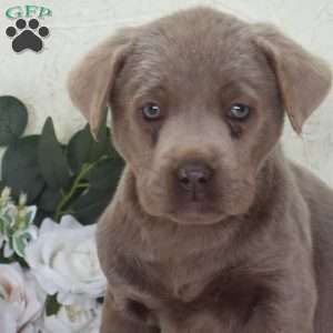 Tulip, Silver Labrador Retriever Puppy
