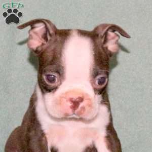 Tulip, Boston Terrier Puppy