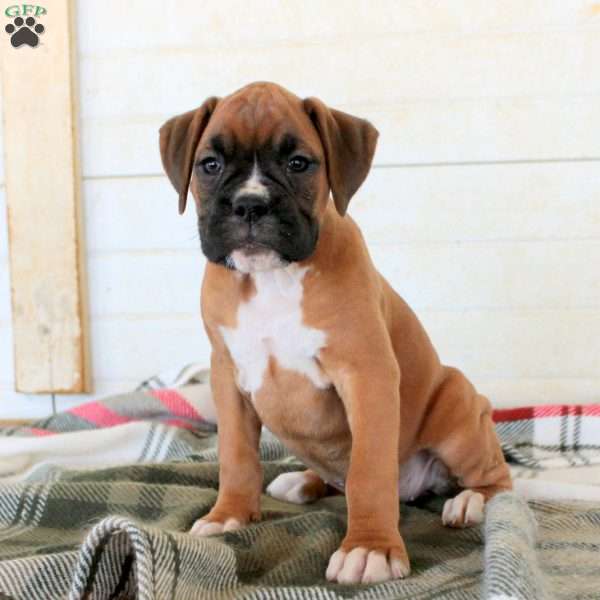 Twila, Boxer Puppy