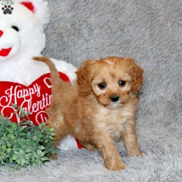 Twila, Cavapoo Puppy