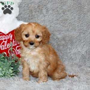 Twila, Cavapoo Puppy