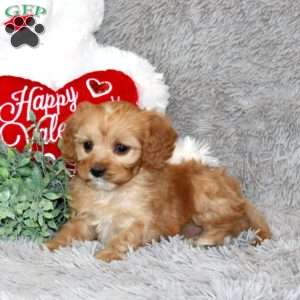Twila, Cavapoo Puppy