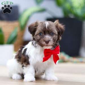 Twinkie, Havanese Puppy